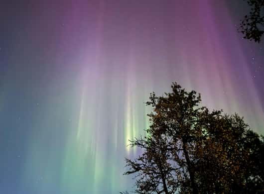 Rendier slee Lapland