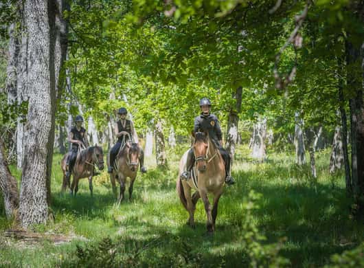 Bos van Fontainebleau