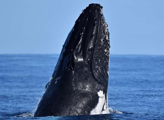 Whale watching cruise