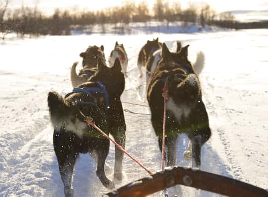 Dogsledding Lapland