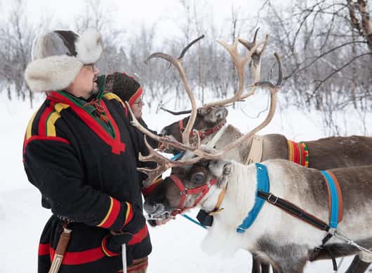 Reindeer Lapland
