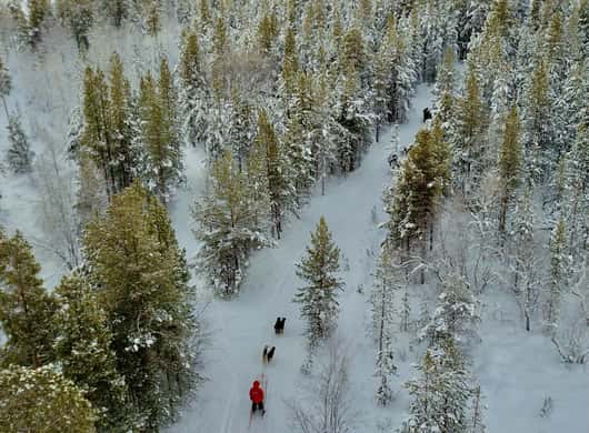 Husky kennel Lapland