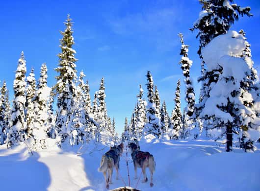 Husky sledding with kids