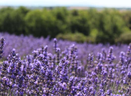 Moustiers Sainte Marie
