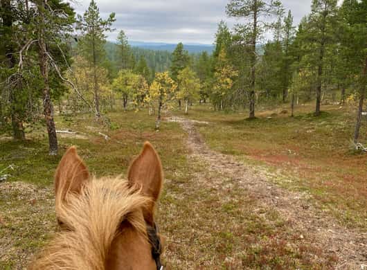 Paardrijden Lapland winter