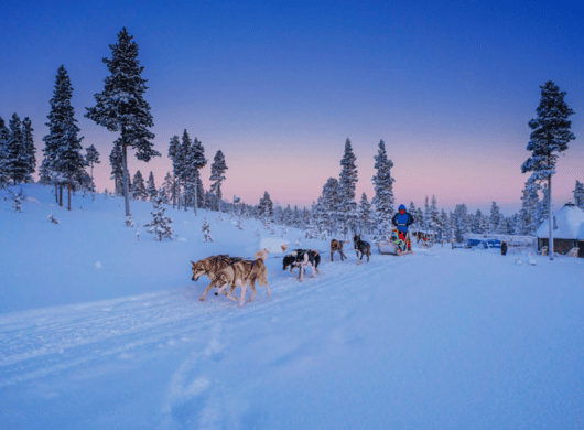 Husky aurora Lapland