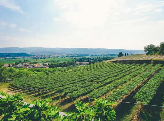 Flessen Amarone wijn in een wijnkelder bij Verona