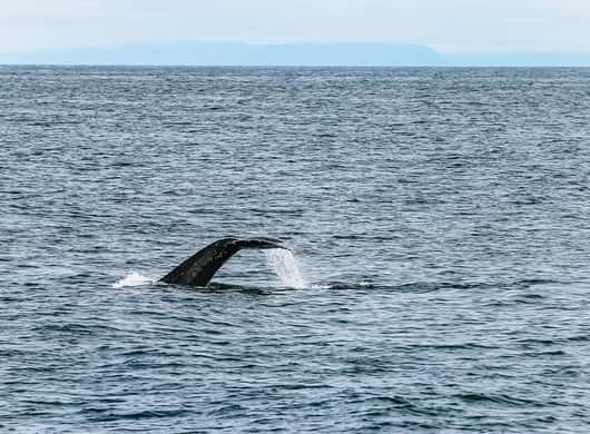 Walvissafari Reykjavik