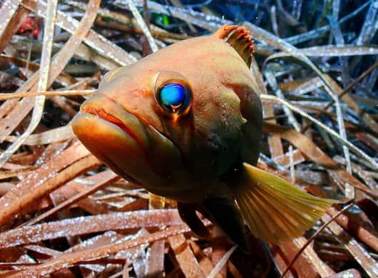 Duikuitrusting en begeleiding op Menorca