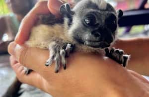 Bocas del Toro: Monkey Island and Cayo Coral Boat Tour | GetYourGuide