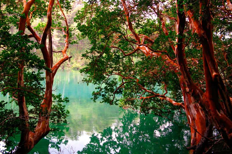 ボスケ・デ・アラヤネス チケット＆ツアー | ゲットユアガイド