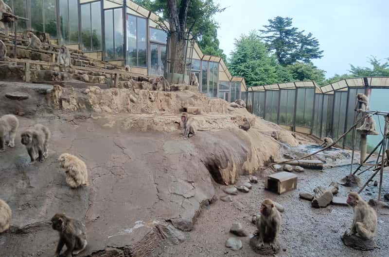 Mt Takao Monkey Park & Wildflower Garden, Hachioji - Book Tickets