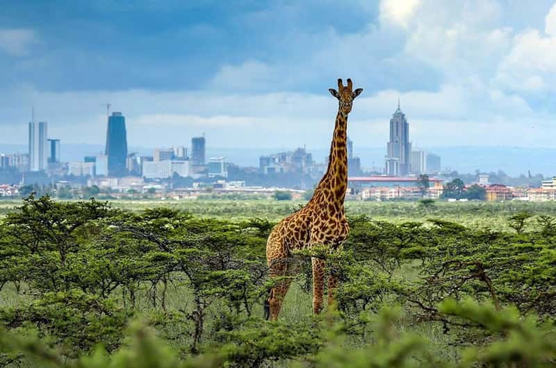 Giraffe Centre, Nairobi - Book Tickets & Tours | GetYourGuide