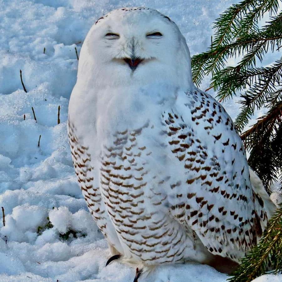 La grande migration des ours polaires avec Arctic Kingdom, image size:900x900