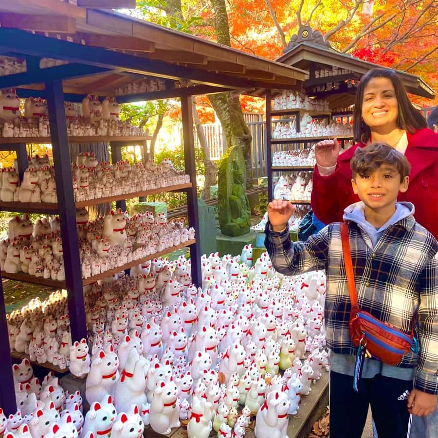 东京：御德寺猫寺、新宿猫咪咖啡馆和3D猫咪之旅| GetYourGuide, image size:900x900