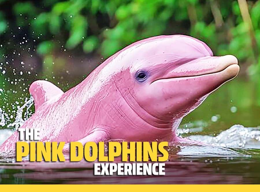 Dolphin オーシャンドルフィンピンク 04385065e63900e2aae3f413a3e271