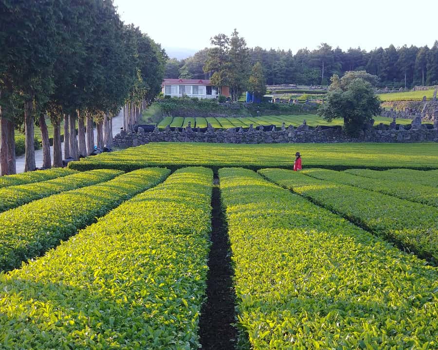 Jeju: Premium Small Group UNESCO Day Tour - South Coast | GetYourGuide