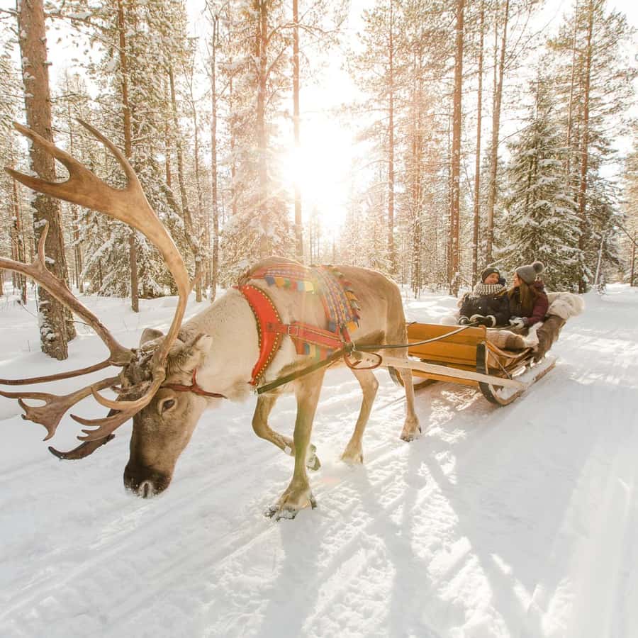ロヴァニエミ：ハスキーとトナカイの農場でそり遊び | GetYourGuide