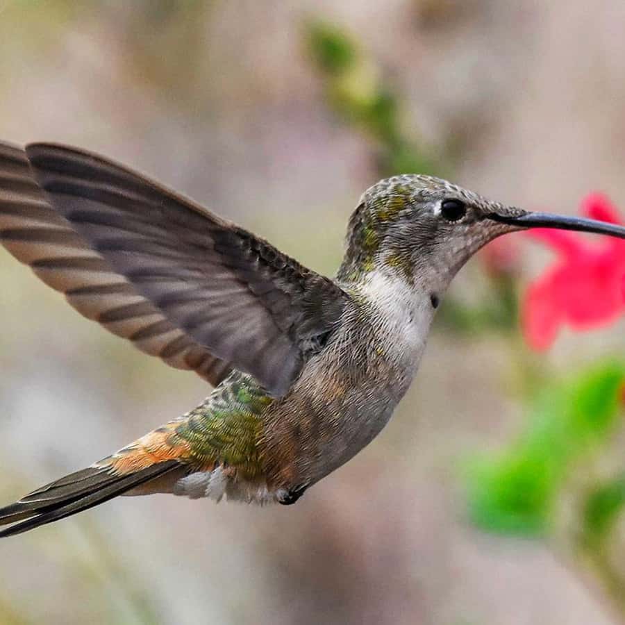 꽃으로 날아가는 루푸스 꼬리 벌새 배경 | JPG 무료 다운로드 - Pikbest, image size:900x900