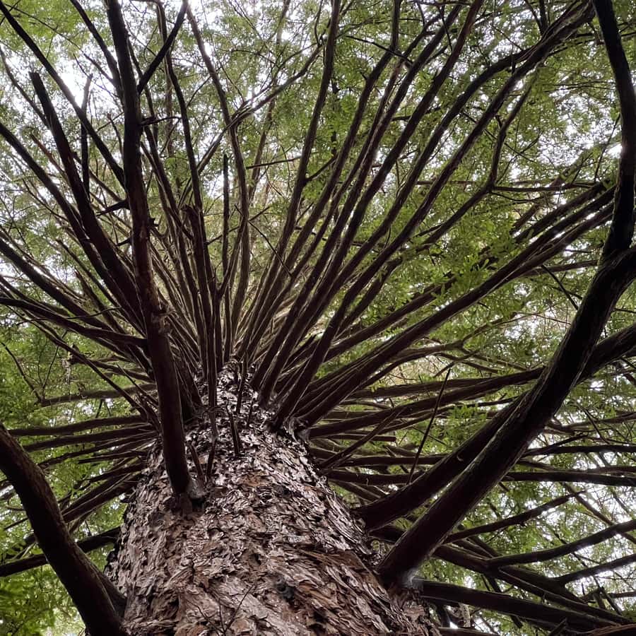 해밀턴 출발 - 와이오타푸, 레드우드, 블루 스프링스 일일 투어 | GetYourGuide, image size:900x900