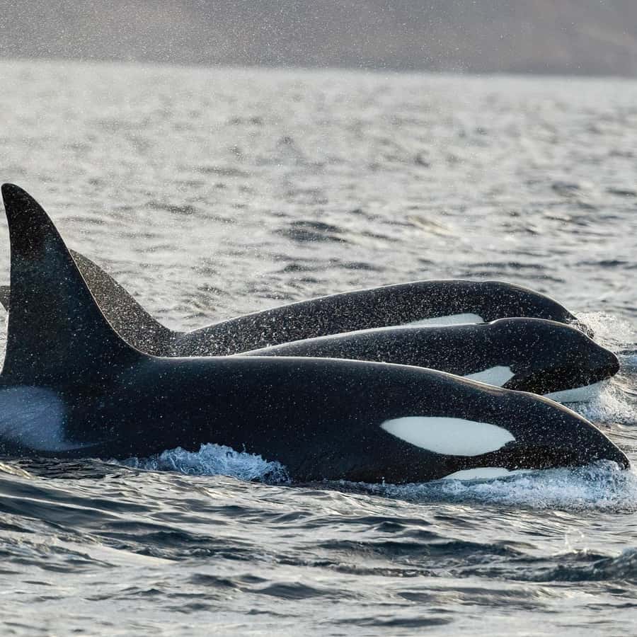 Skjervøy: Orca and Whale-Watching comfort heated Boat Trip | GetYourGuide