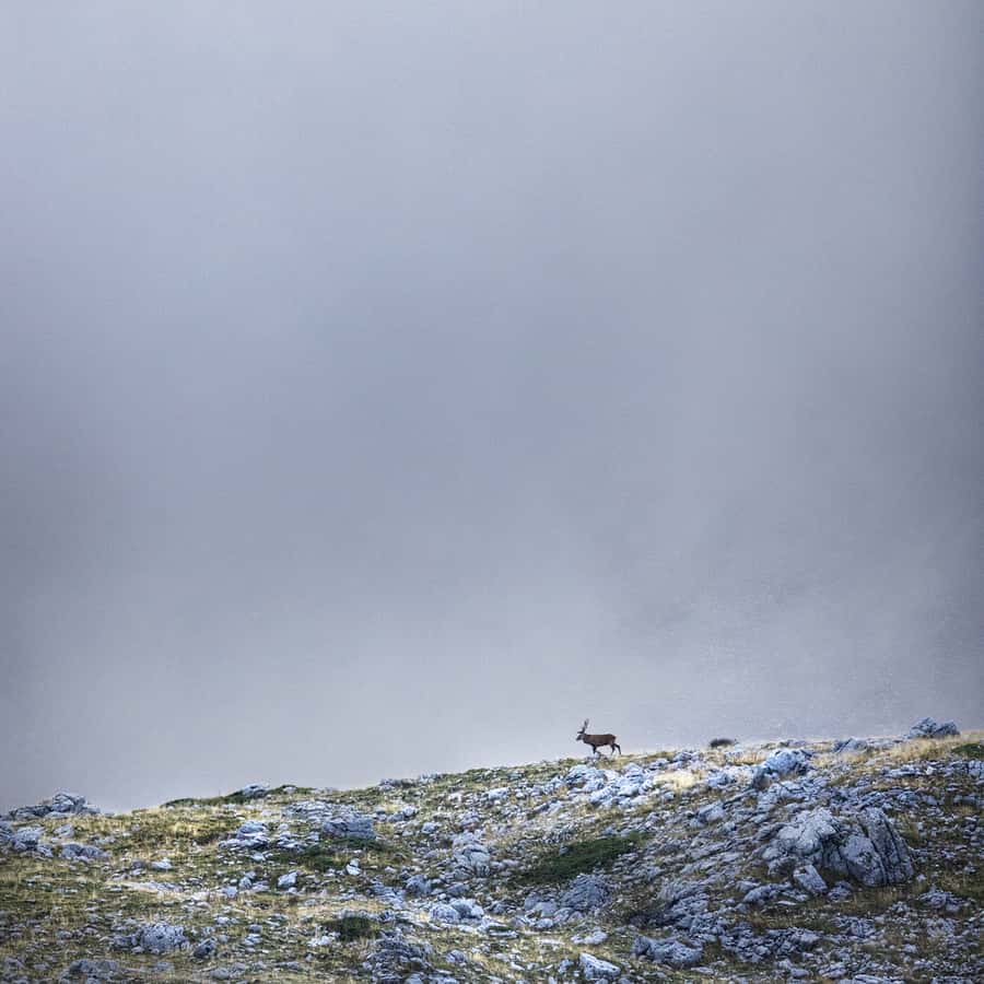 Parque Nacional de los Abruzos, Lacio y Molise: Senderismo y Vida  Silvestre. | GetYourGuide, image size:900x900
