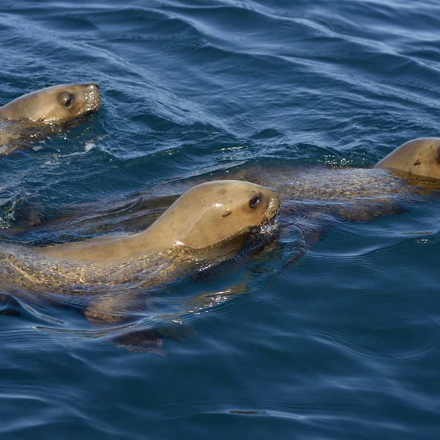 巴尔德斯半岛最佳旅游线路| GetYourGuide, image size:900x900