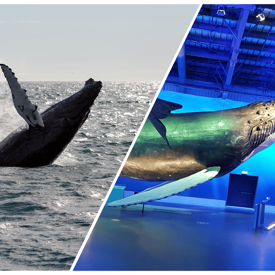 雷克雅維克：賞鯨遊覽與鯨魚展覽| GetYourGuide