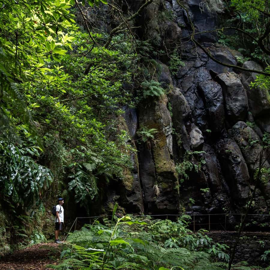 マデイラ島：PR 9 - レヴァダ・ド・カルデイロン・ヴェルデ・ハイキング移動 | GetYourGuide