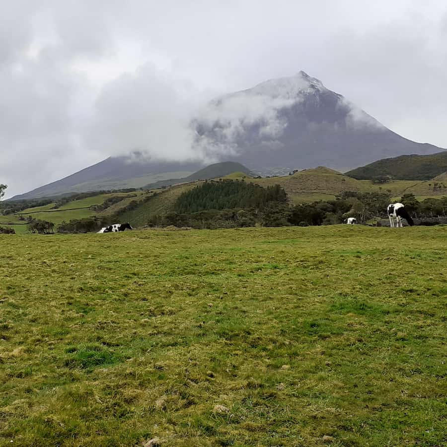 参观皮科岛上的农场| GetYourGuide, image size:900x900