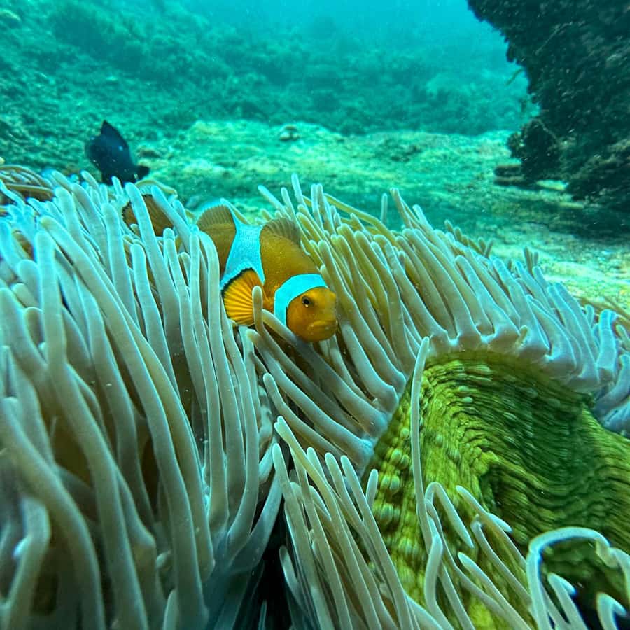 Nærkontakt med en klovn plakat av patrik Jonson - Printler, image size:900x900