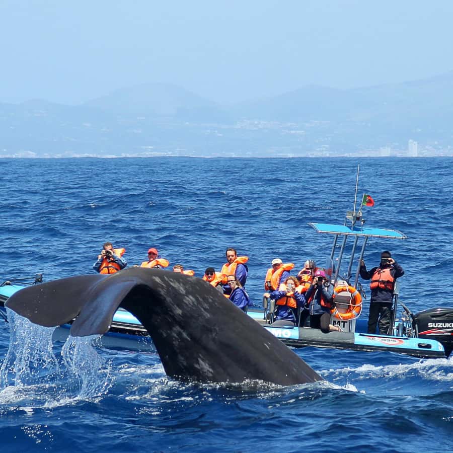 ラボ・デ・ペイシェ：マッコウクジラ保護区探検 | GetYourGuide