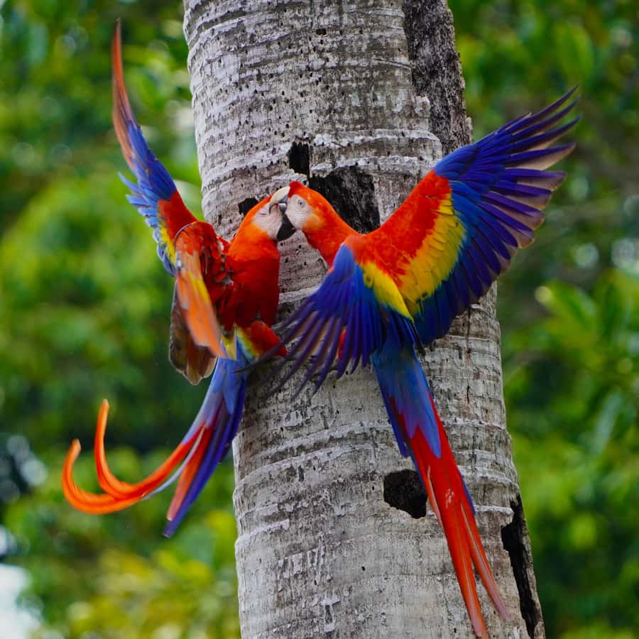 曼努埃爾·安東尼奧：猩紅金剛鸚鵡之旅（含專業照片） | GetYourGuide
