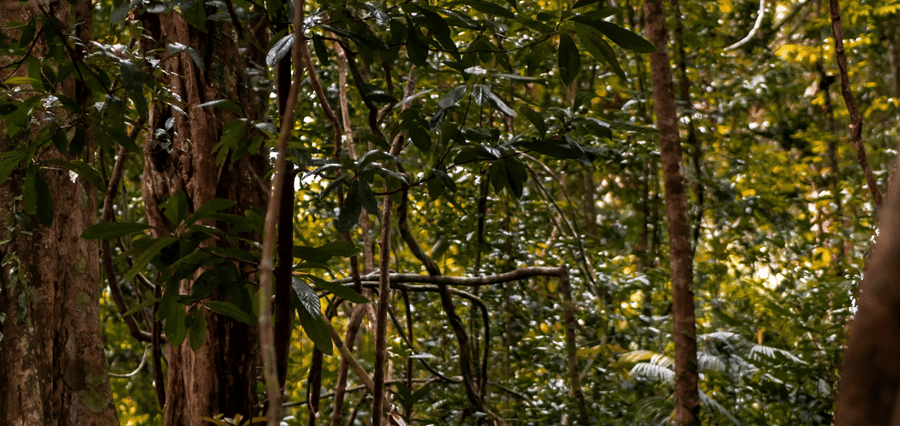 Langkawi: Dream Forest Langkawi Standard Admission Ticket