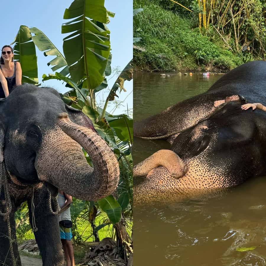 De Colombo: Templo do Dente de Buda e Orfanato de Elefantes de Kandy |  GetYourGuide, image size:900x900