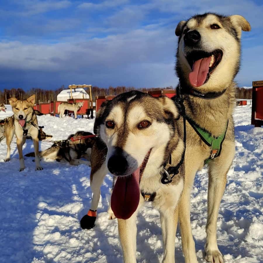 Talkeetna: Alaskan Winter Dog Sledding Experience | GetYourGuide, image size:900x900
