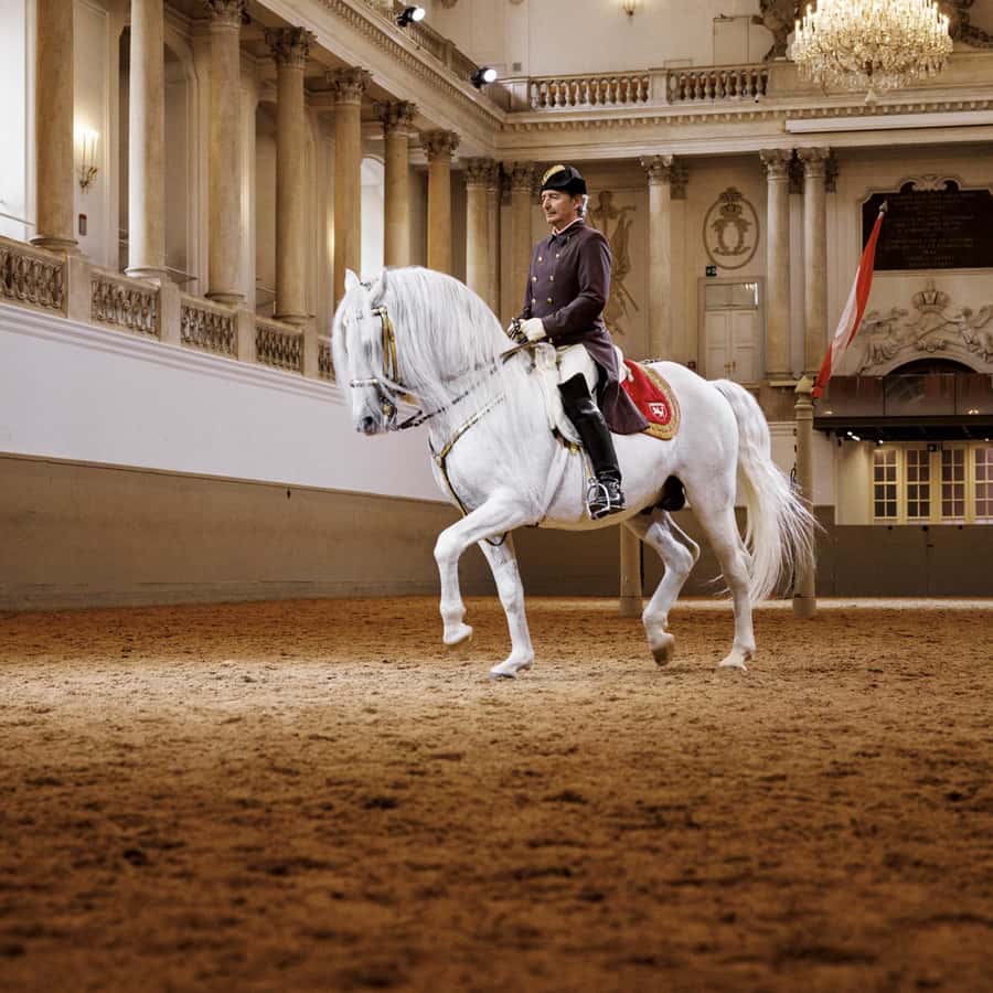 Performance Of The Lipizzans At Spanish Riding School