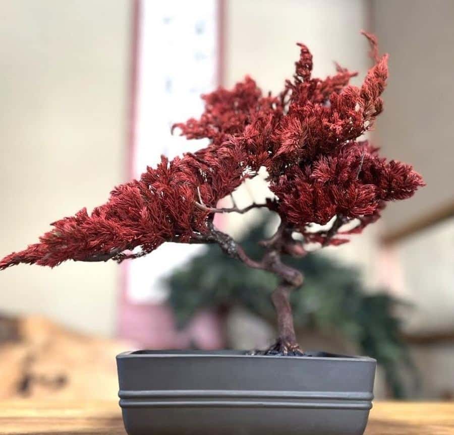 京都：ドライ盆栽作りワークショップをご体験ください | GetYourGuide