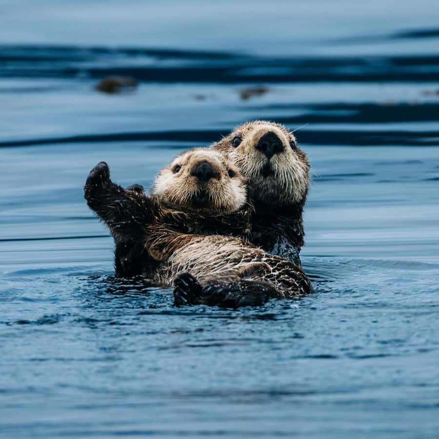 I travelled thousands of kilometres this year just to see otters. In  Scotland, I finally managed to get them on camera. It took a lot of time,  patience and good camouflage. An, image size:900x900