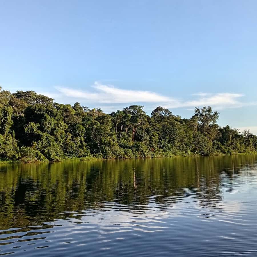 亞馬遜 雨林 (99) 사진