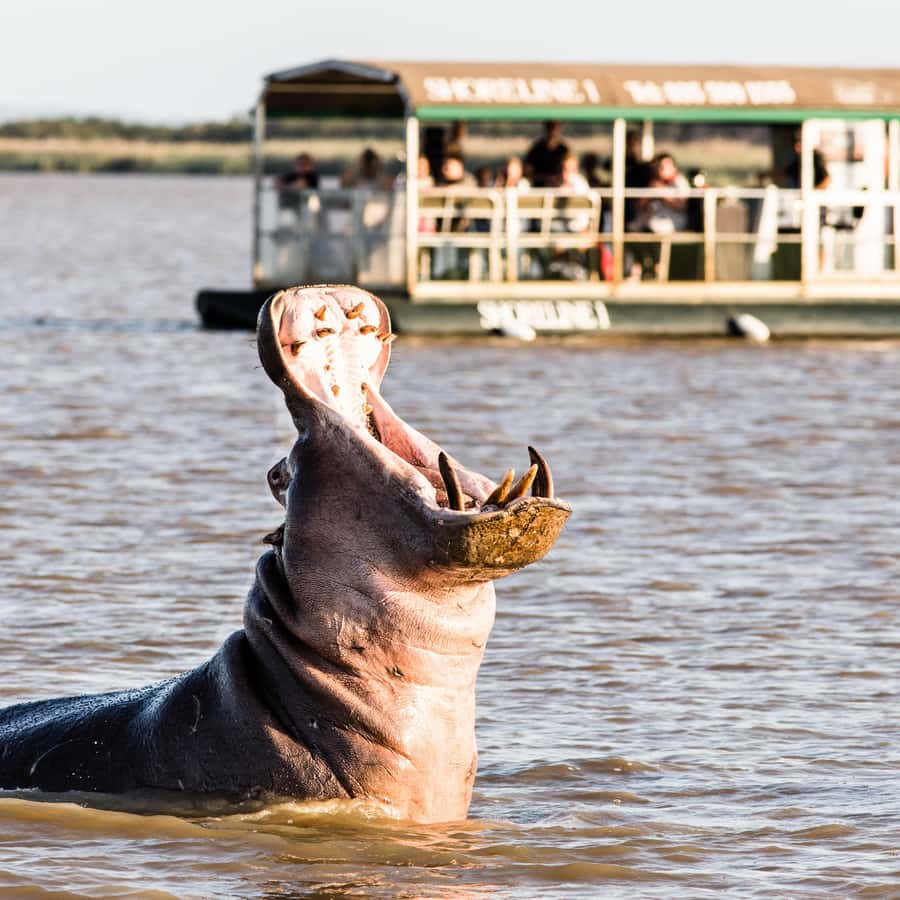 St Lucia: Hippo and Crocodile Cruise on a 15-Seat Vessel | GetYourGuide, image size:900x900