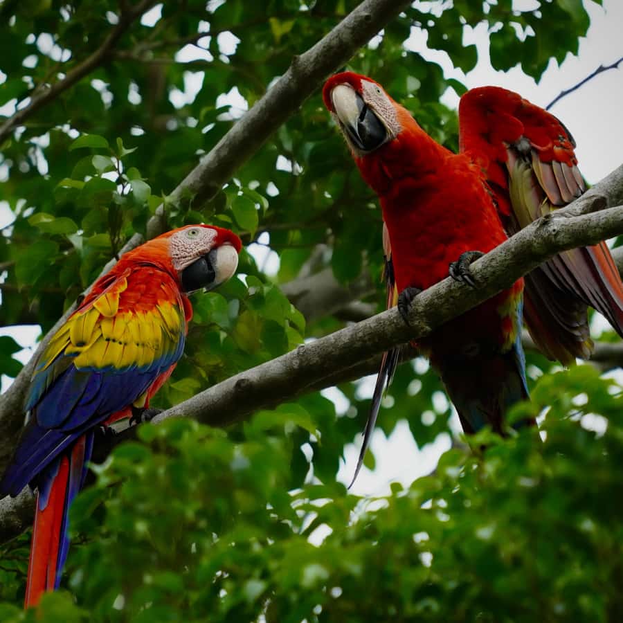 曼努埃爾·安東尼奧：猩紅金剛鸚鵡之旅（含專業照片） | GetYourGuide