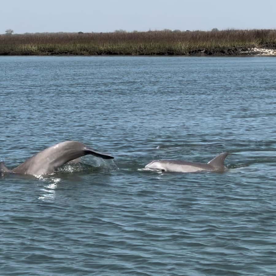 Requiem for the Carolina parakeet - Knox TN Today, image size:900x900