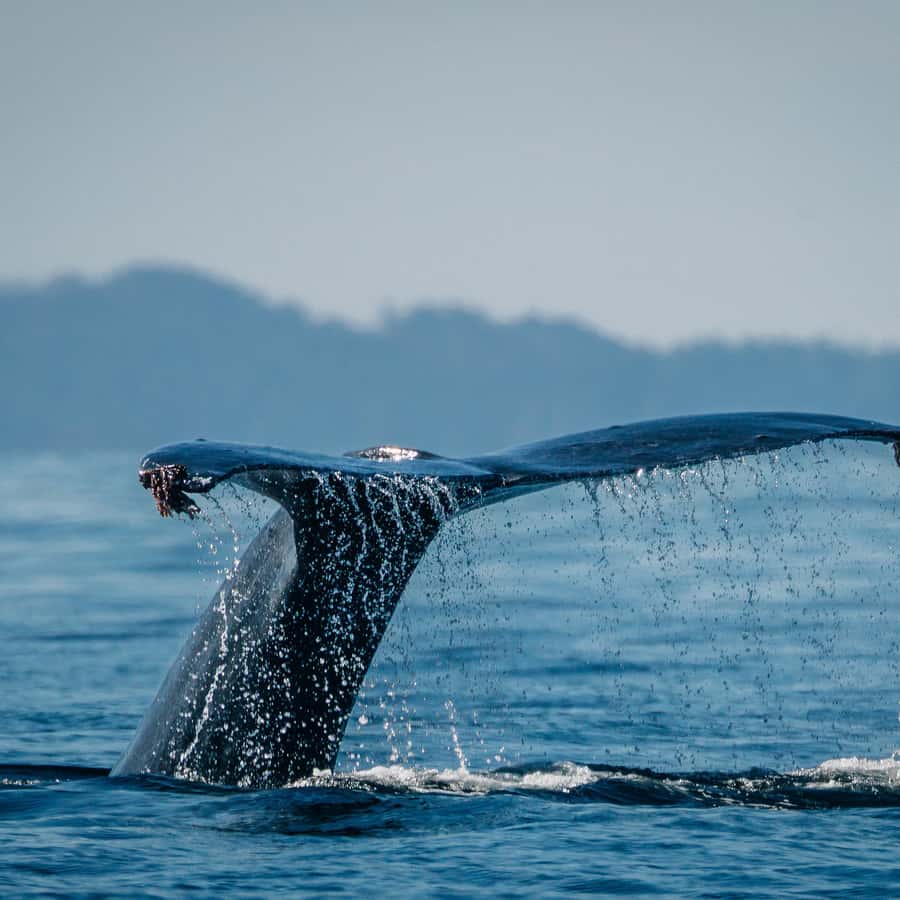 Lovely 12 days in Venabygdsfjellet staying at Spidsbergsetter. This was my  best photo I think. Taken on my phone, hid the sun in the tree so could get  the silhouettes and shadows., image size:900x900