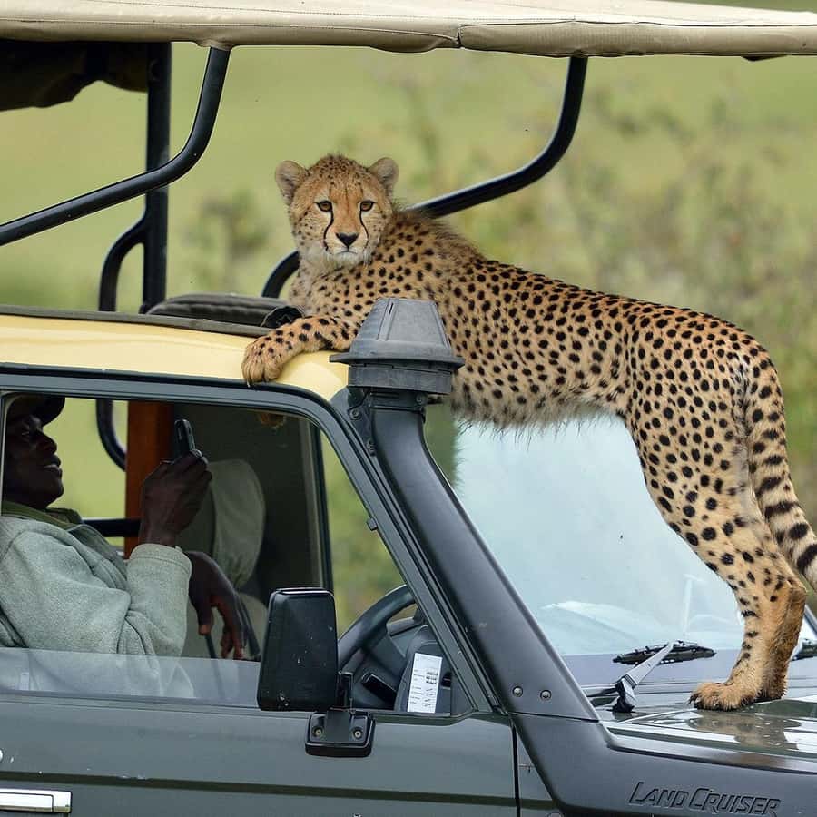 4x4 ランドクルーザージープで行く ベストケニア野生動物サファリ9日間