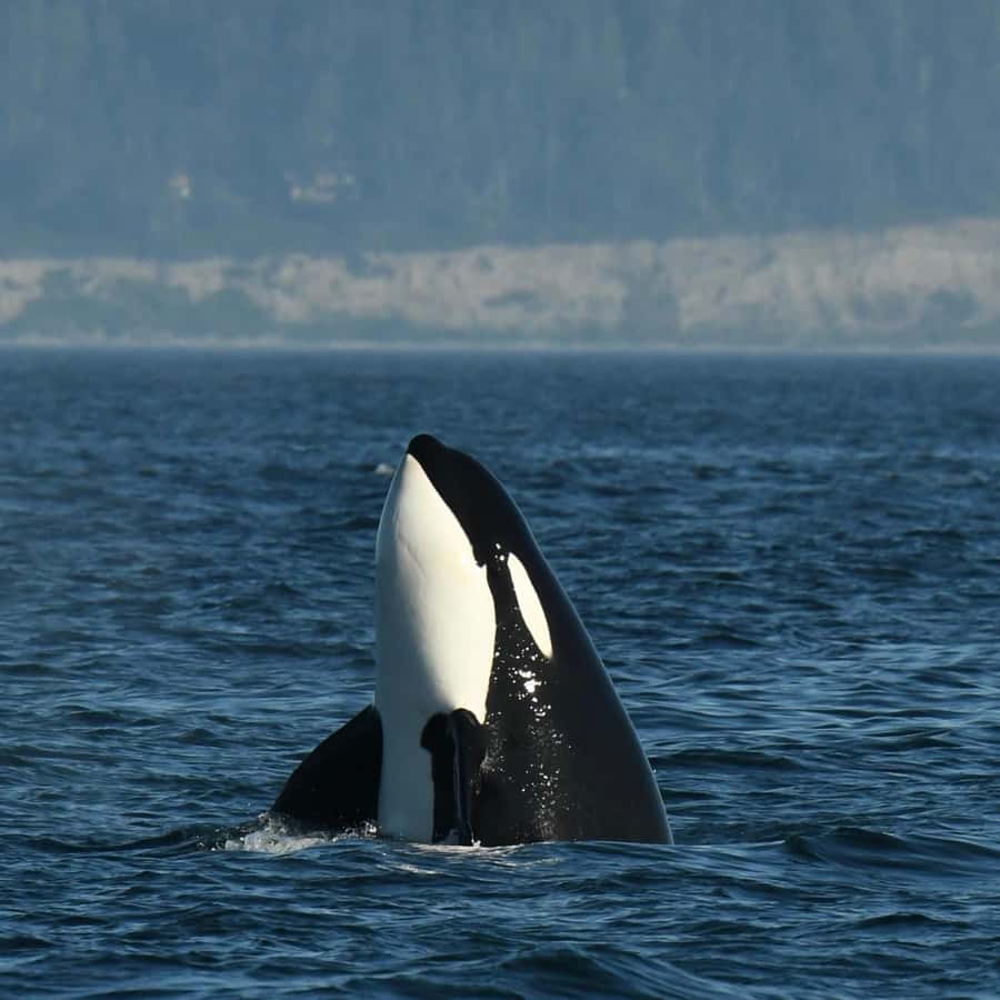 阿纳科特斯全天鲸鱼/野生动物之旅；星期五港站| GetYourGuide