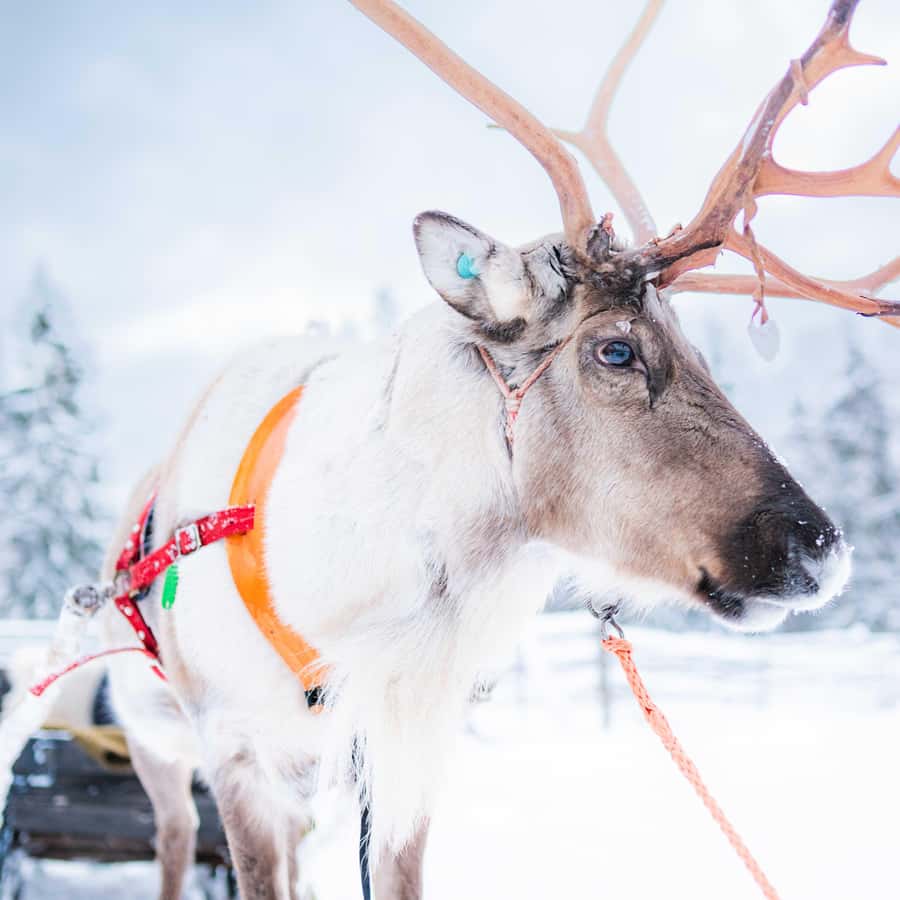 ロヴァニエミ：トナカイ牧場訪問とそり乗り | GetYourGuide