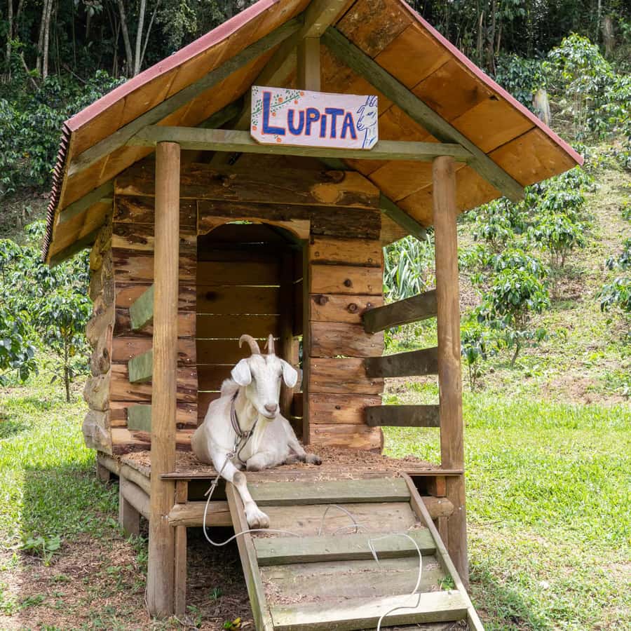 Medellin: La Casa Grande Coffee Hacienda – kaffeopplevelse | GetYourGuide, image size:900x900