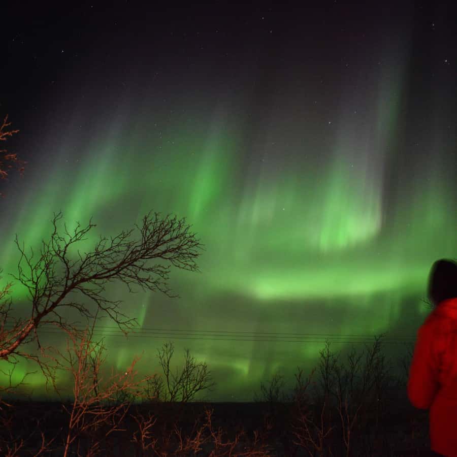 北极光北极光覆盖在白雪覆盖的森林之上美丽的画面展现了五彩缤纷的绿色充满活力的极光也被称为夜空中的北极光——, image size:900x900
