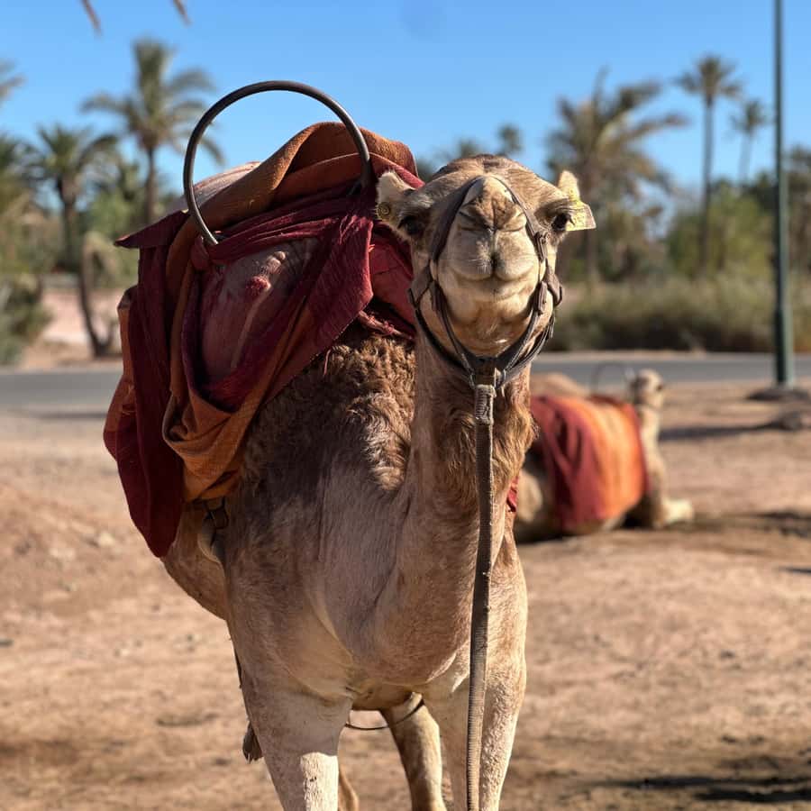 Aventura de camelo pelas aldeias do deserto de Marraquexe | GetYourGuide, image size:900x900